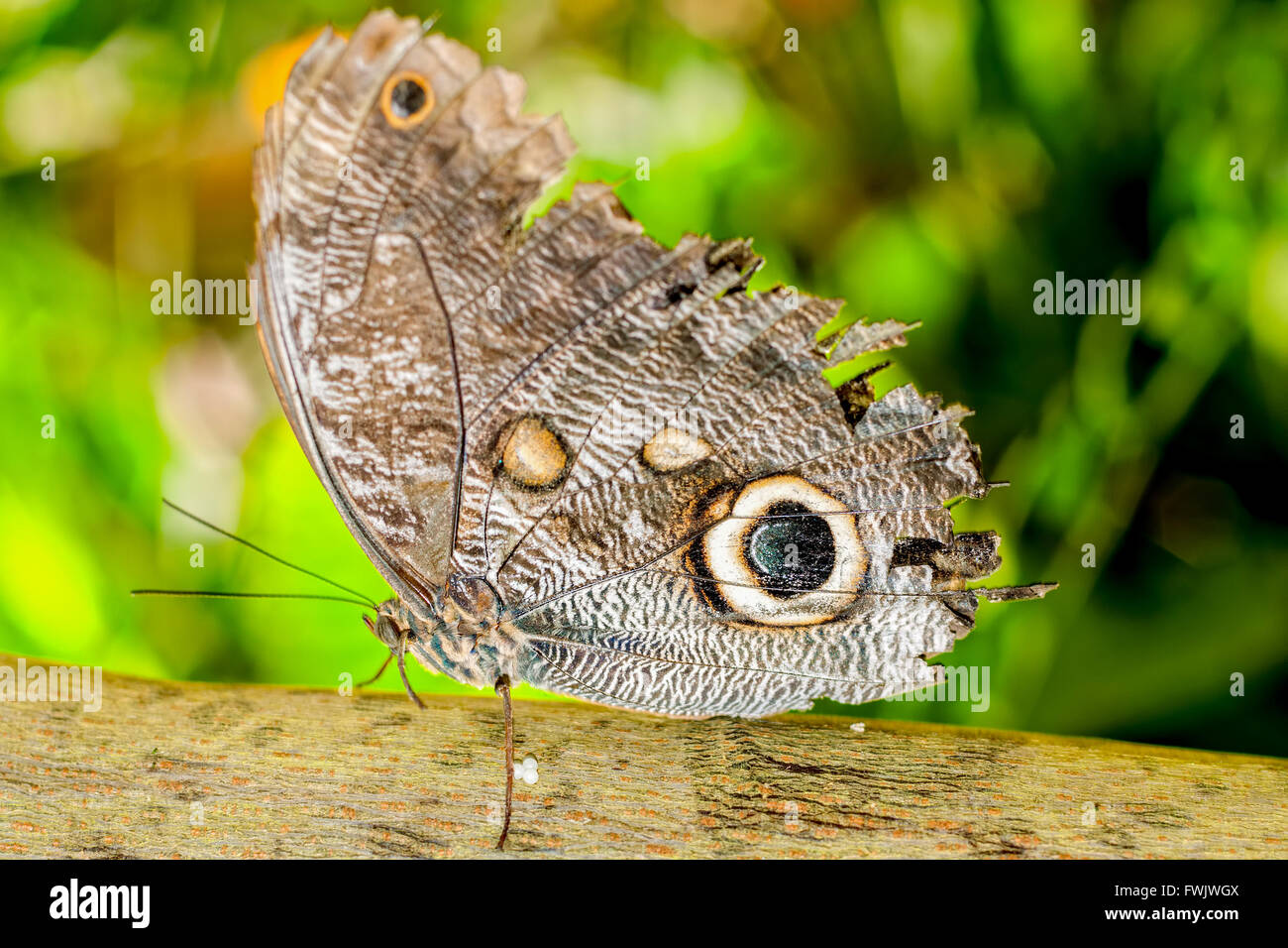 Oileus giant owl hires stock photography and images Alamy