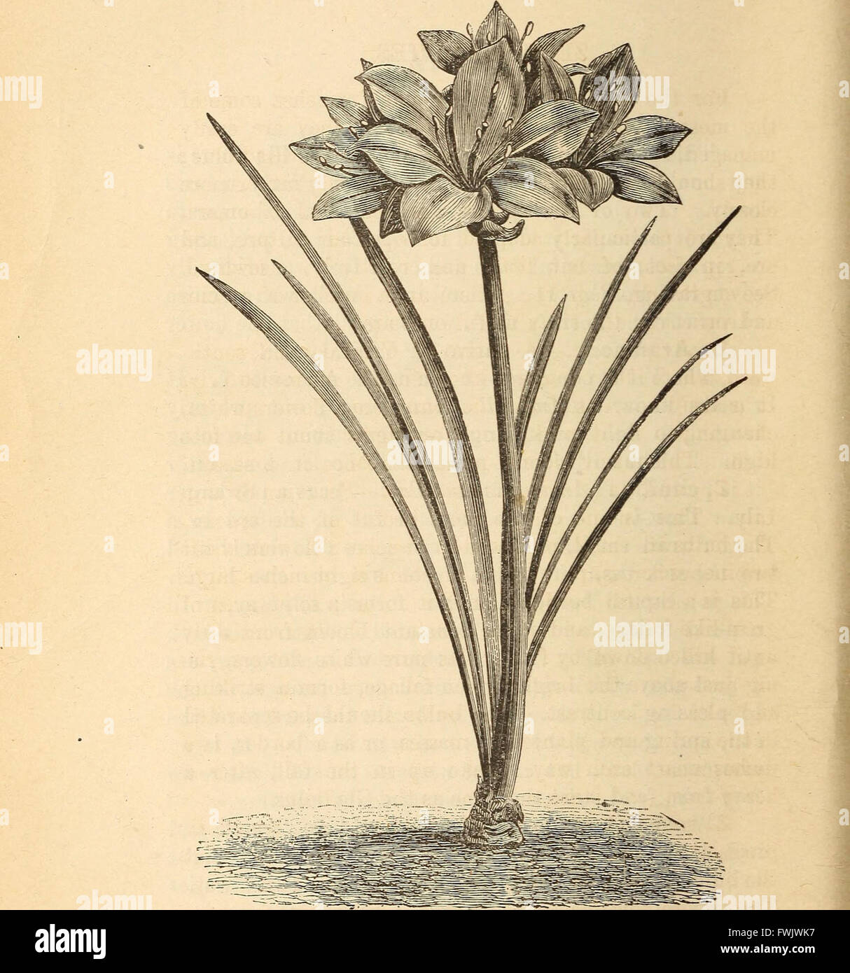 Bulbs and tuberous-rooted plants; their history, description, methods of propagation and complete directions for their successful culture in the garden, dwelling and greenhouse (1893) Stock Photo
