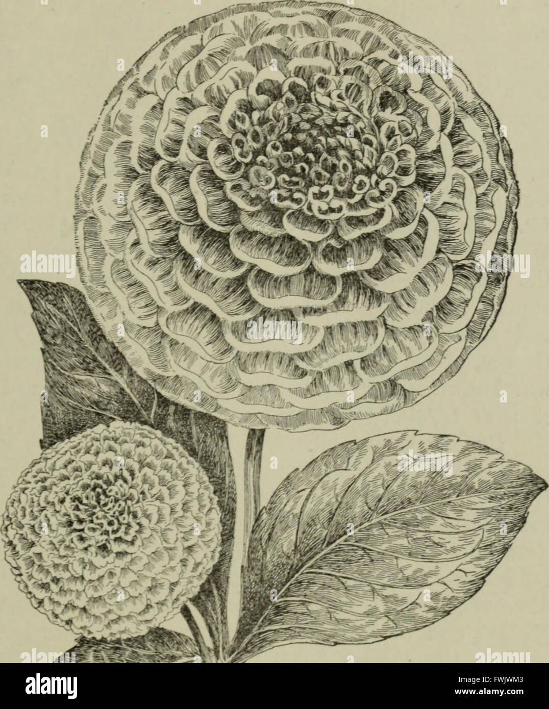 Bulbs and tuberous-rooted plants; their history, description, methods of propagation and complete directions for their successful culture in the garden, dwelling and greenhouse (1893) Stock Photo