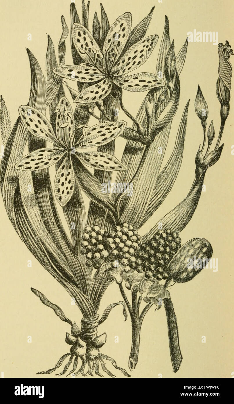 Bulbs and tuberous-rooted plants - their history, description, methods of propagation and complete directions for their successful culture in the garden, dwelling and greenhouse (1919) Stock Photo
