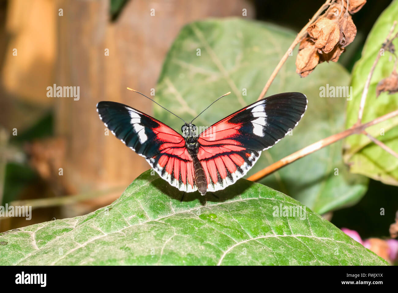 Red Cattle Heart Swallowtail Butterfly, Tropical Rainforest, South America Stock Photo
