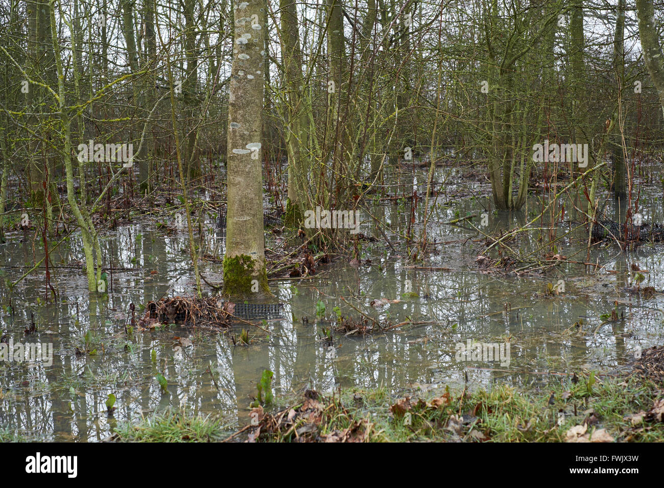 Trees in an agricultural copse flooded by stormwater runoff from neighbouring fields. Bedfordshire, UK. Stock Photo