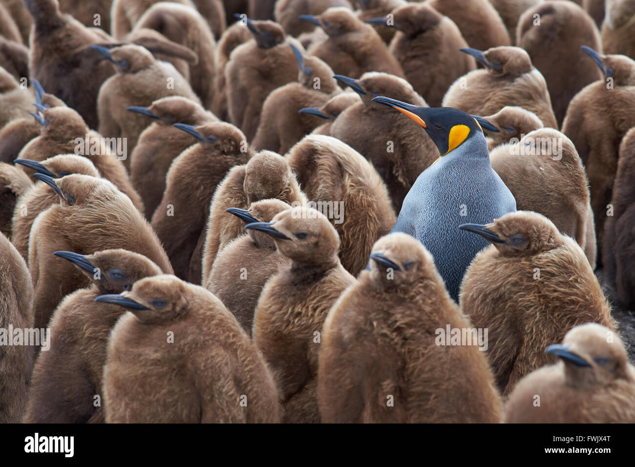 Adult King Penguin (Aptenodytes patagonicus) standing amongst a large group of nearly fully grown chicks at Volunteer Point in the Falkland Islands. Stock Photo