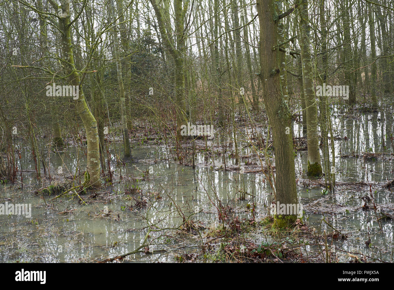 Trees in an agricultural copse flooded by stormwater runoff from neighbouring fields. Bedfordshire, UK. Stock Photo