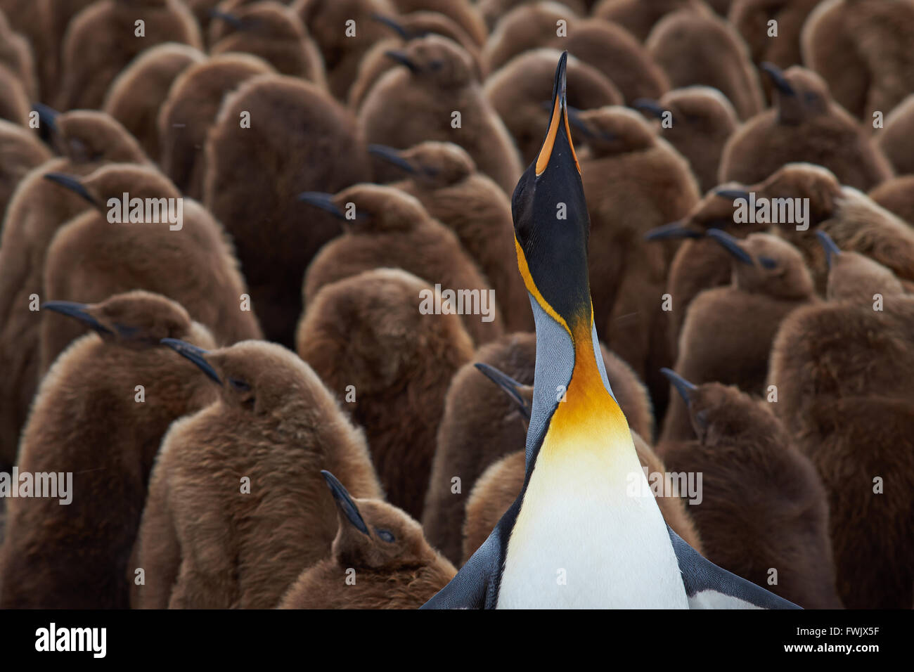 King Penguin Creche Stock Photo