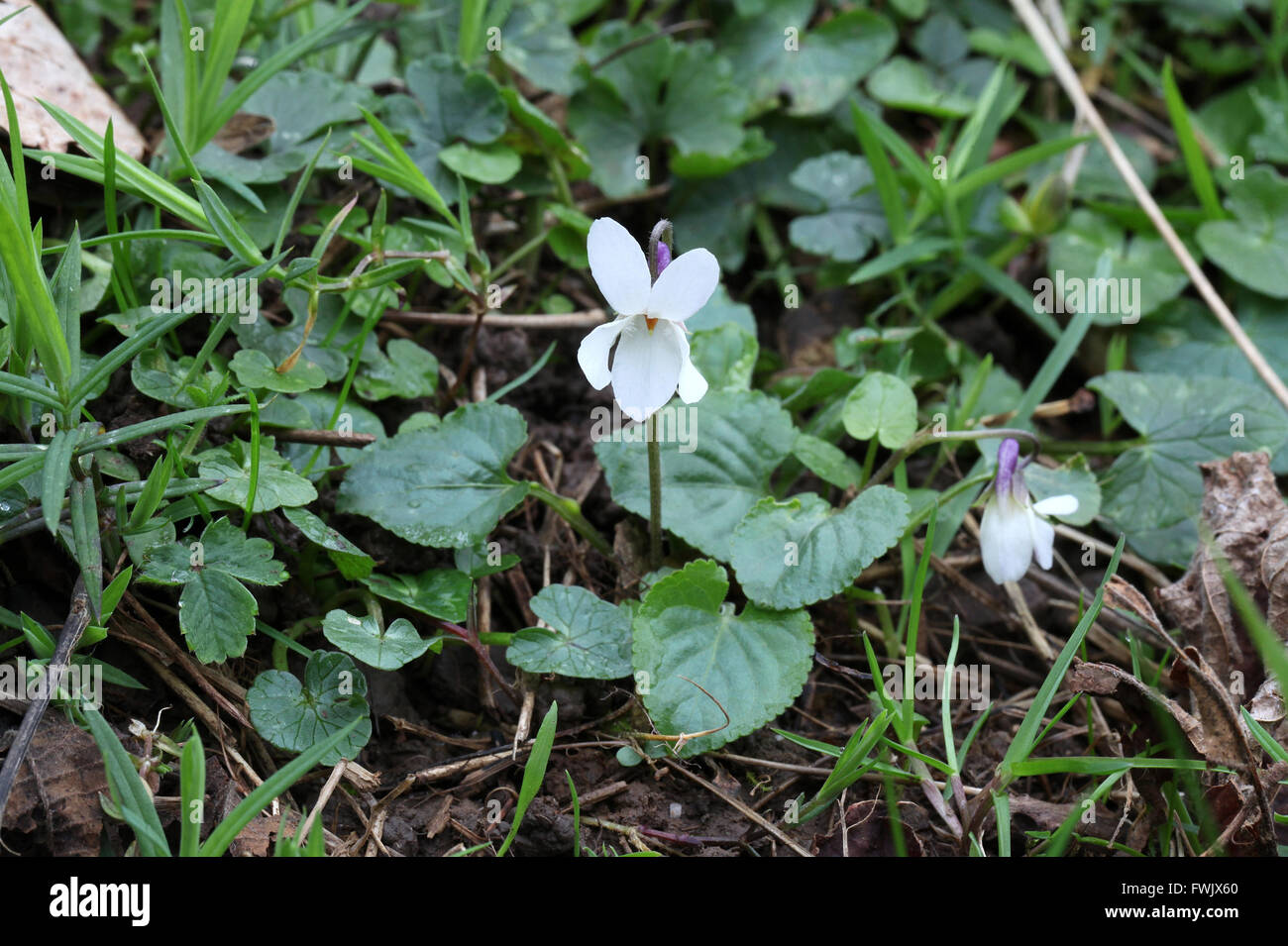 Viola Odorata growing wild at Lathkill Dale in the Peak District National Park Stock Photo