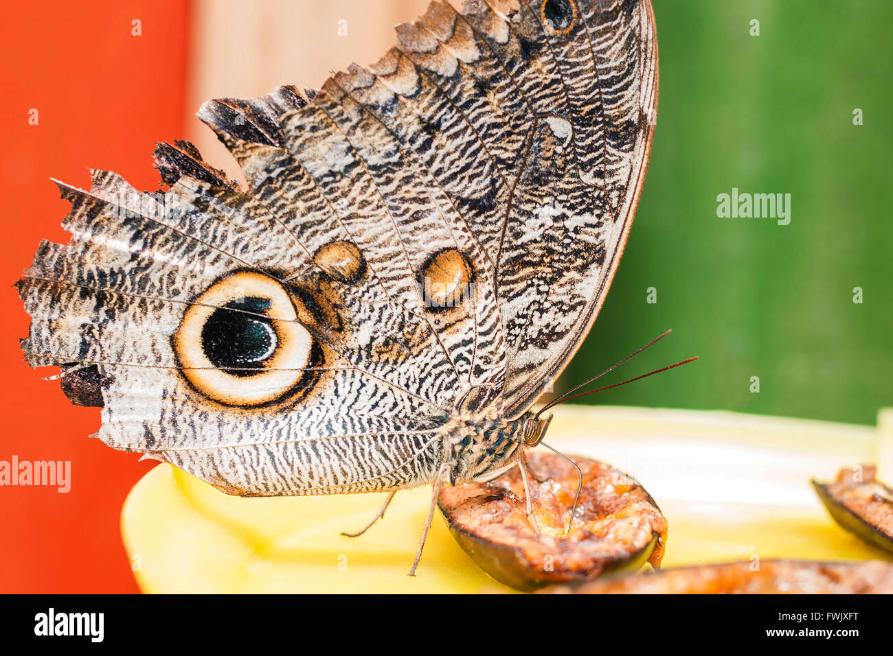 Owl Butterfly In Amazon Rainforest Taking His Lunch, South America