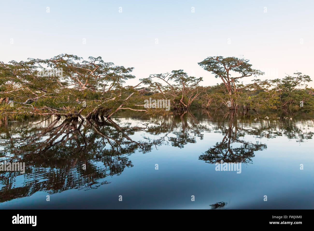 Water Trees In Cuyabeno Wildlife Reserve, South America Stock Photo