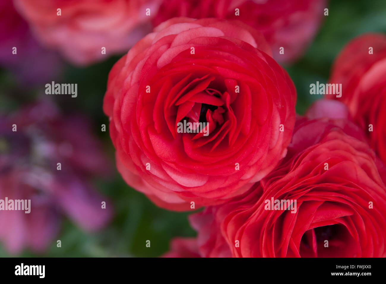 Red roses close up Stock Photo - Alamy