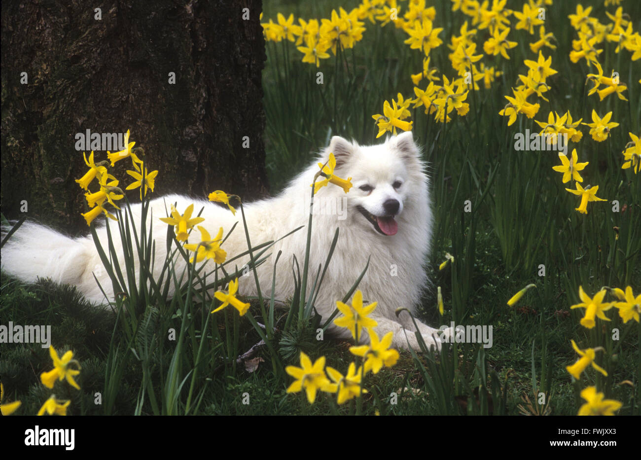 American Eskimo Dog lying in a field of daffodils. Stock Photo