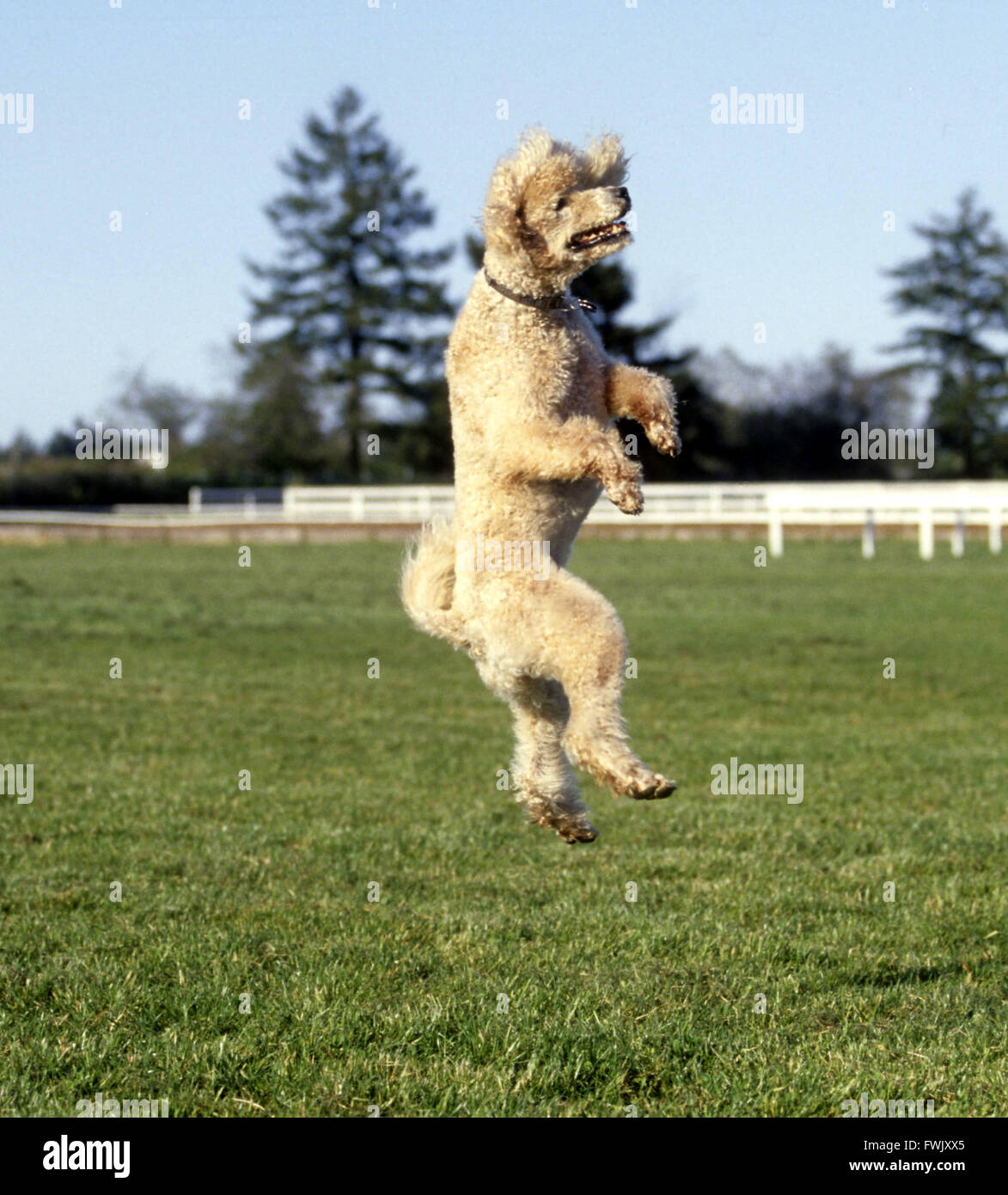 Poodle Jumping Stock Photos & Poodle Jumping Stock Images Alamy