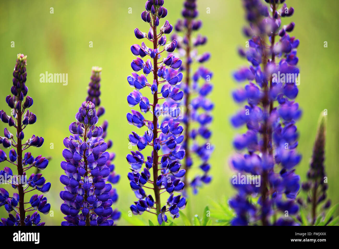 Spring close-up lupine flowers blossoms Stock Photo