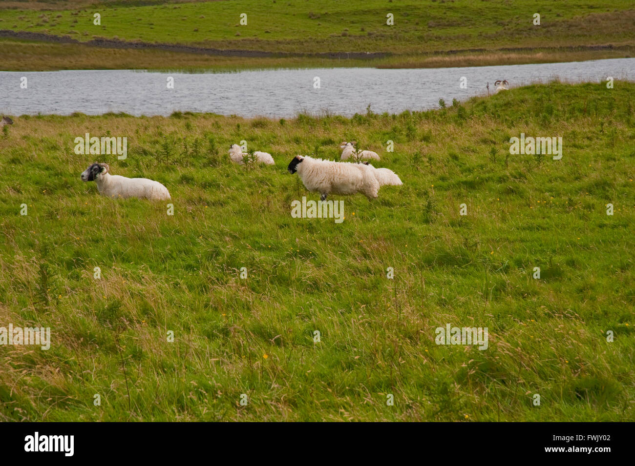 Sheep near Eilean Mor Loch Finlaggan Stock Photo