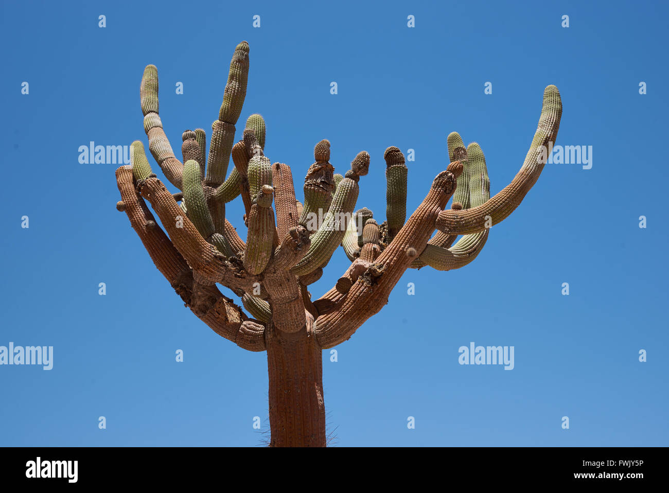 Candelabra Cactus (Browningia candelaris) Stock Photo