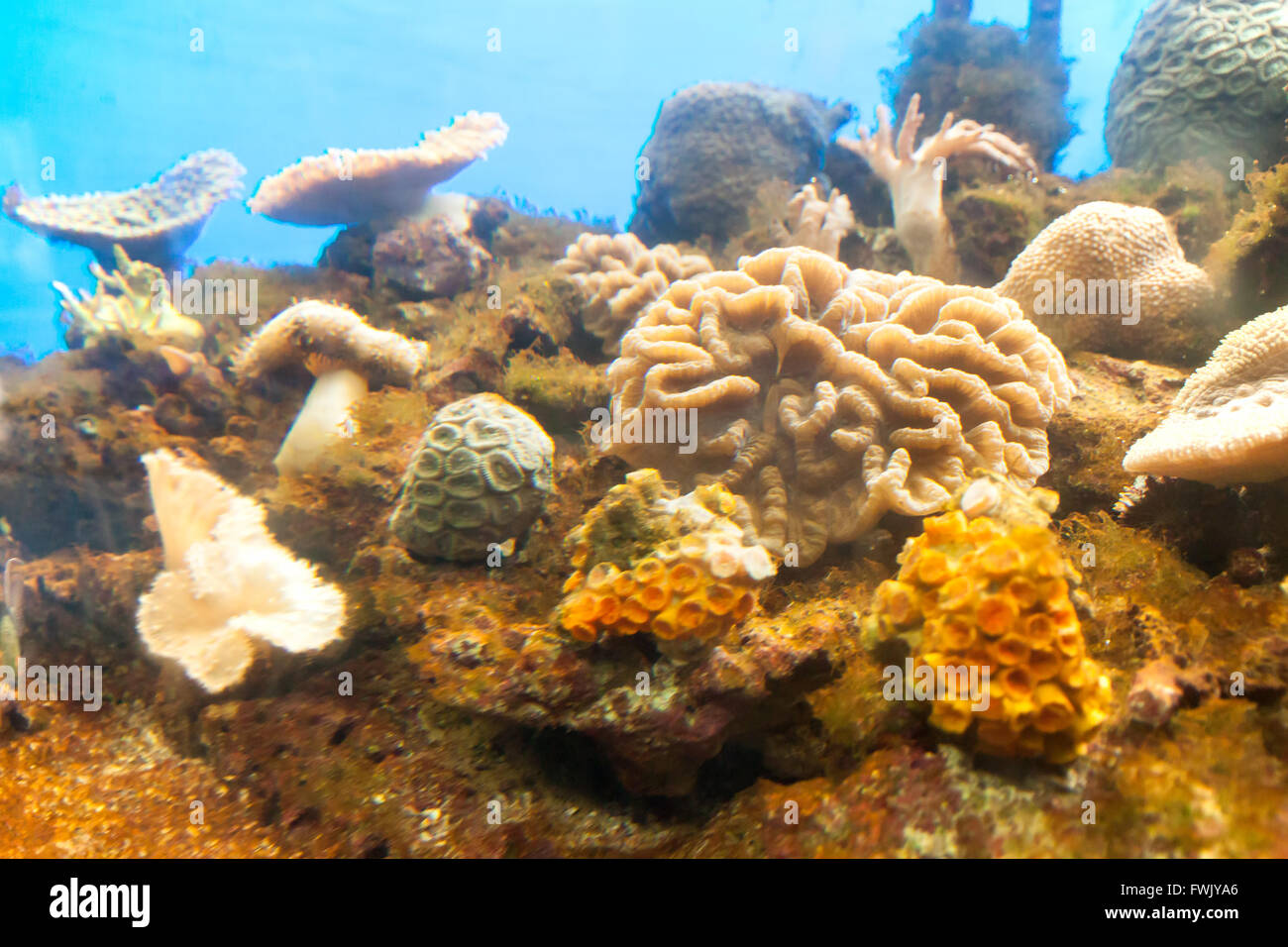 Anemones are widely distributed in the wild, Undersea in Tropical Climate Stock Photo