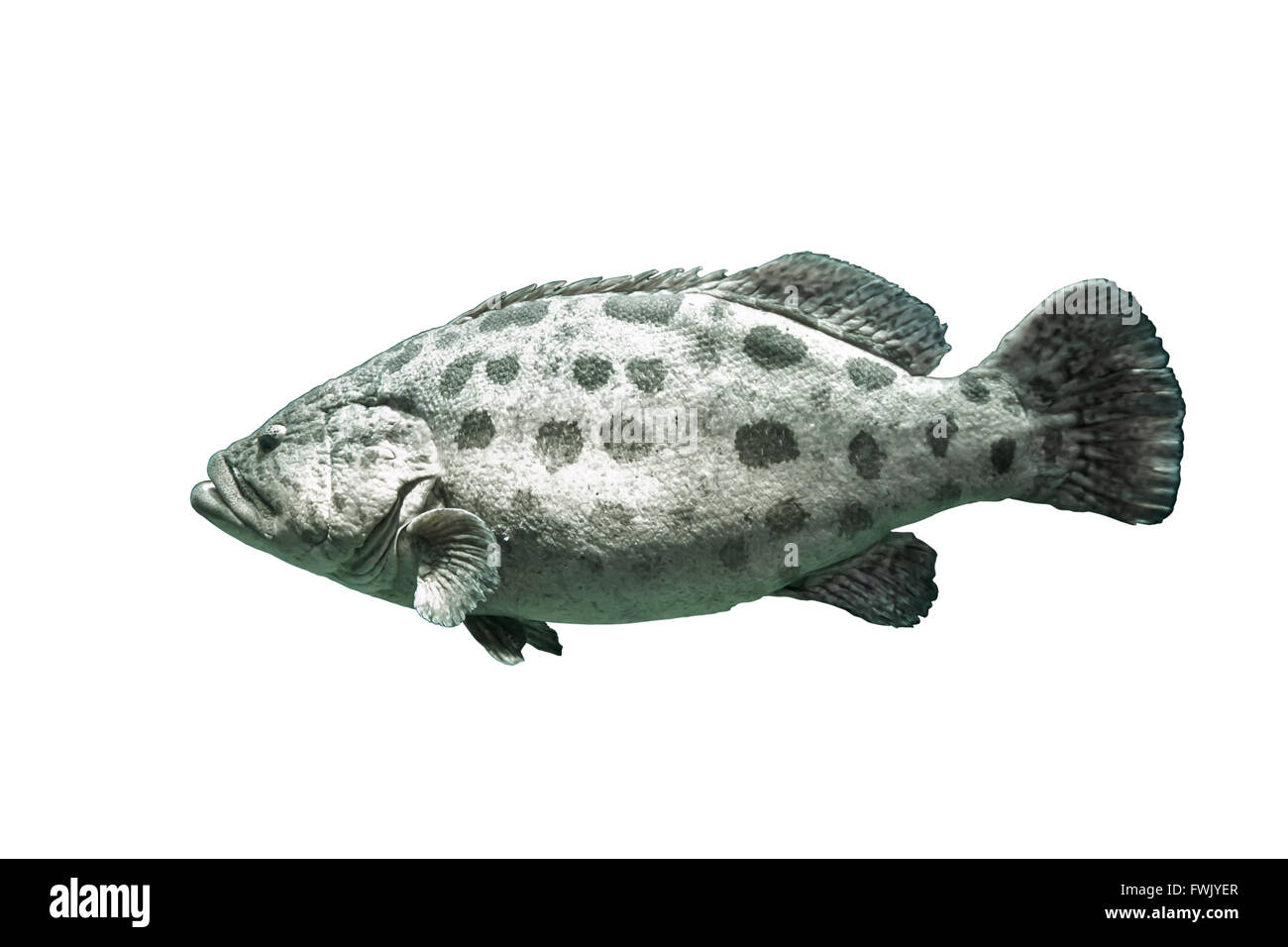 Brown spotted grouper under the sea.On isolated white background with
