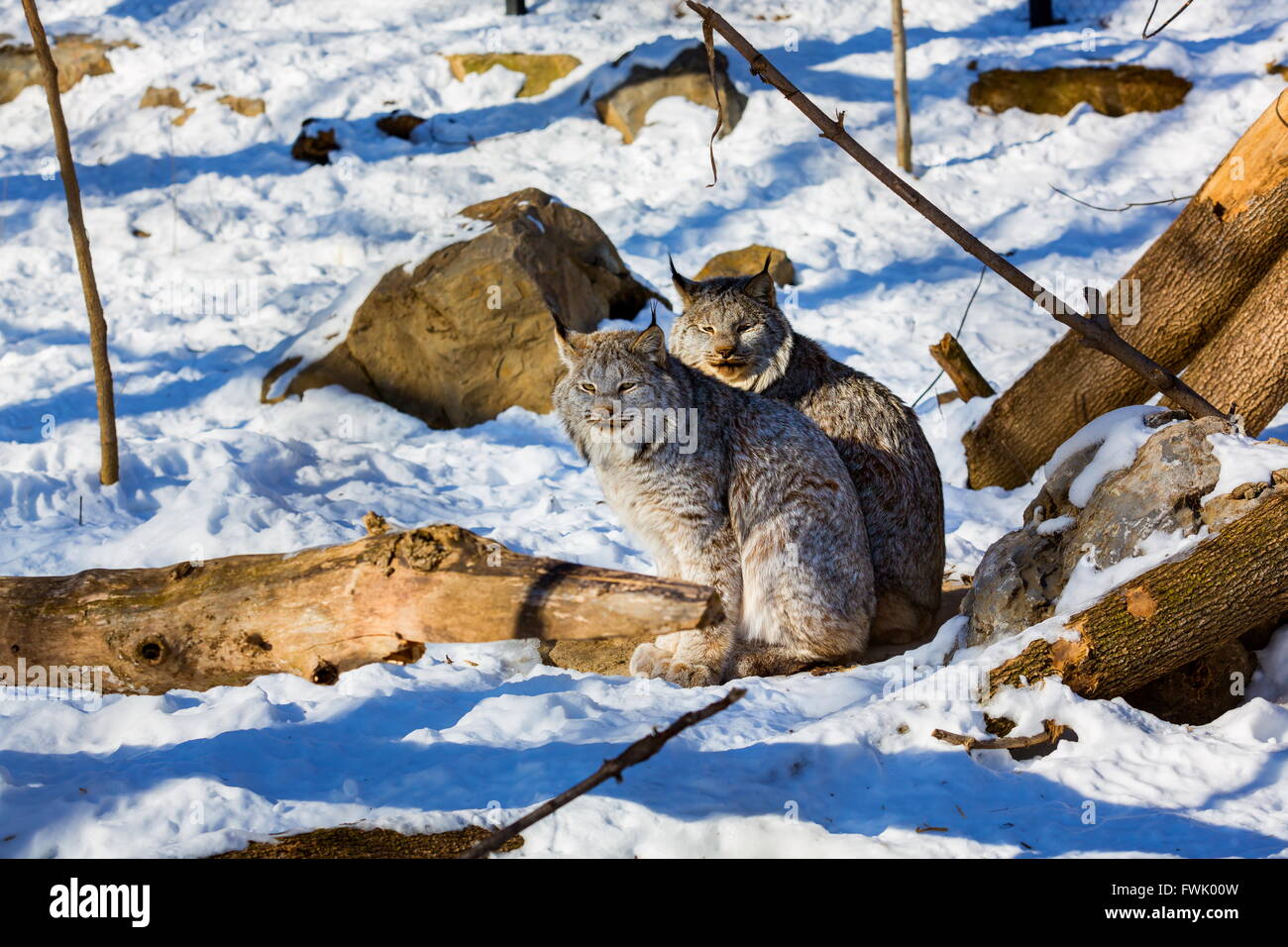 Lynx have a short tail, characteristic tufts of black hair on the tips