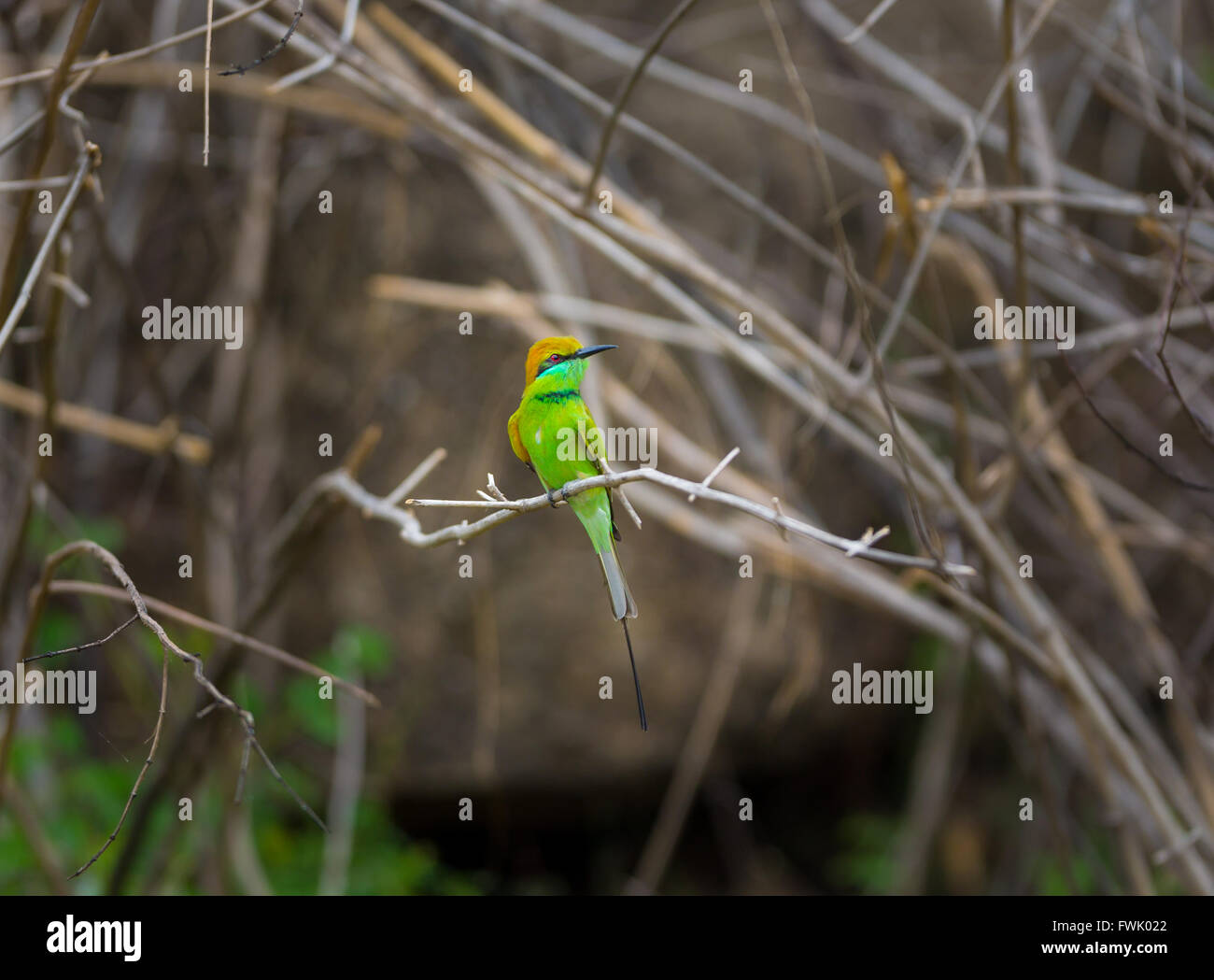 Indian green bee eater hi-res stock photography and images - Alamy