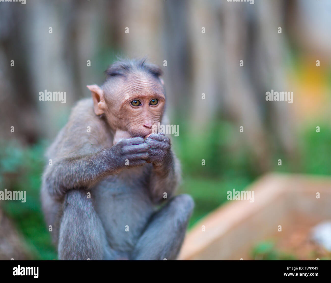 Bonnet Macaque part of the Banyan Tree Troop, Bangalore,  India. Stock Photo