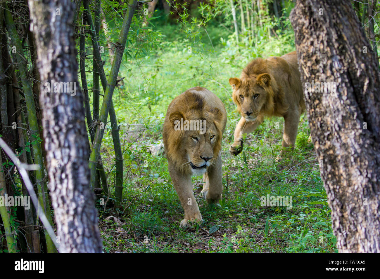The very rare endangered Asiatic Lion Stock Photo - Alamy