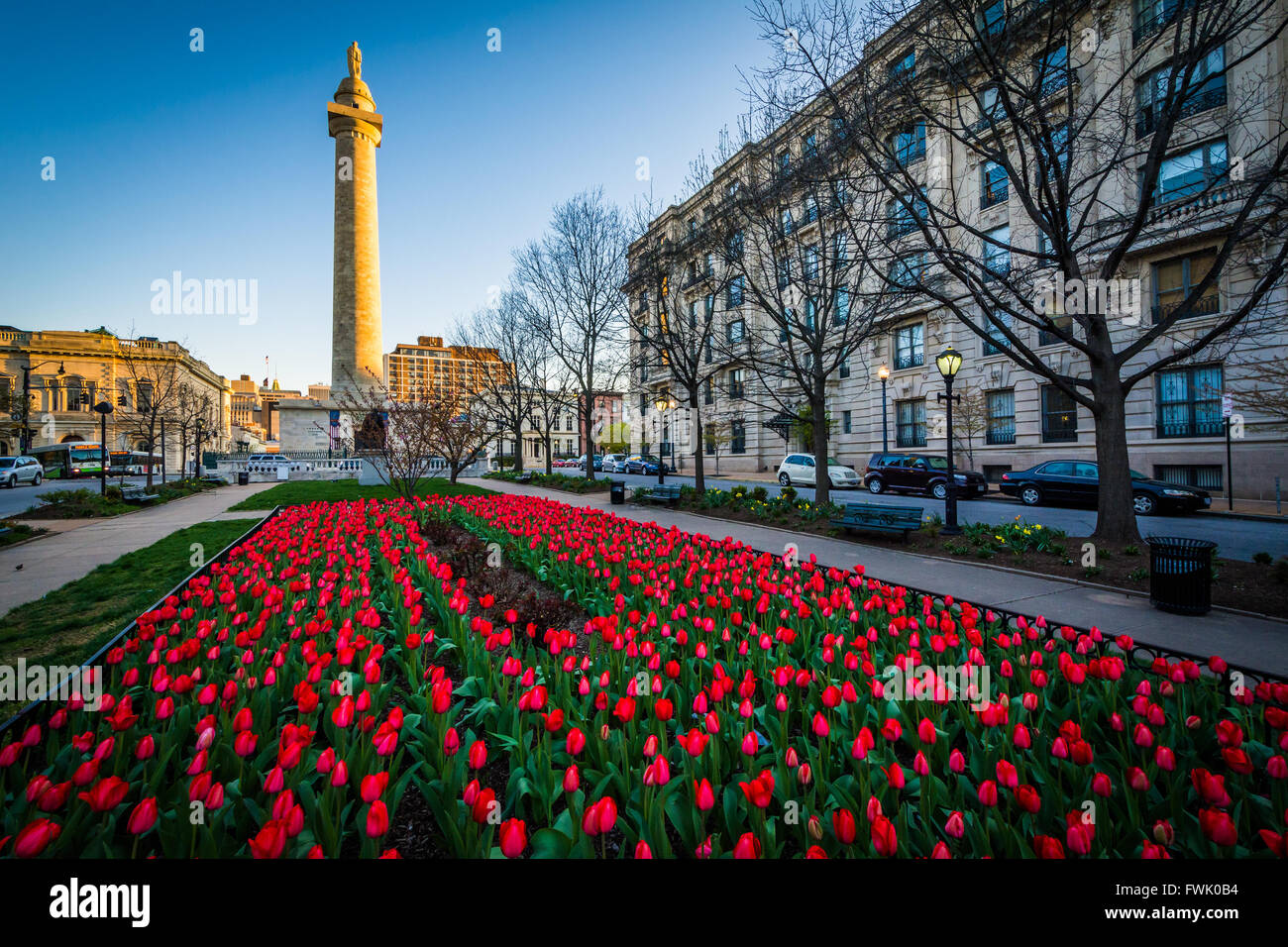 Tulips and the Washington Monument, in Mount Vernon, Baltimore, Maryland. Stock Photo