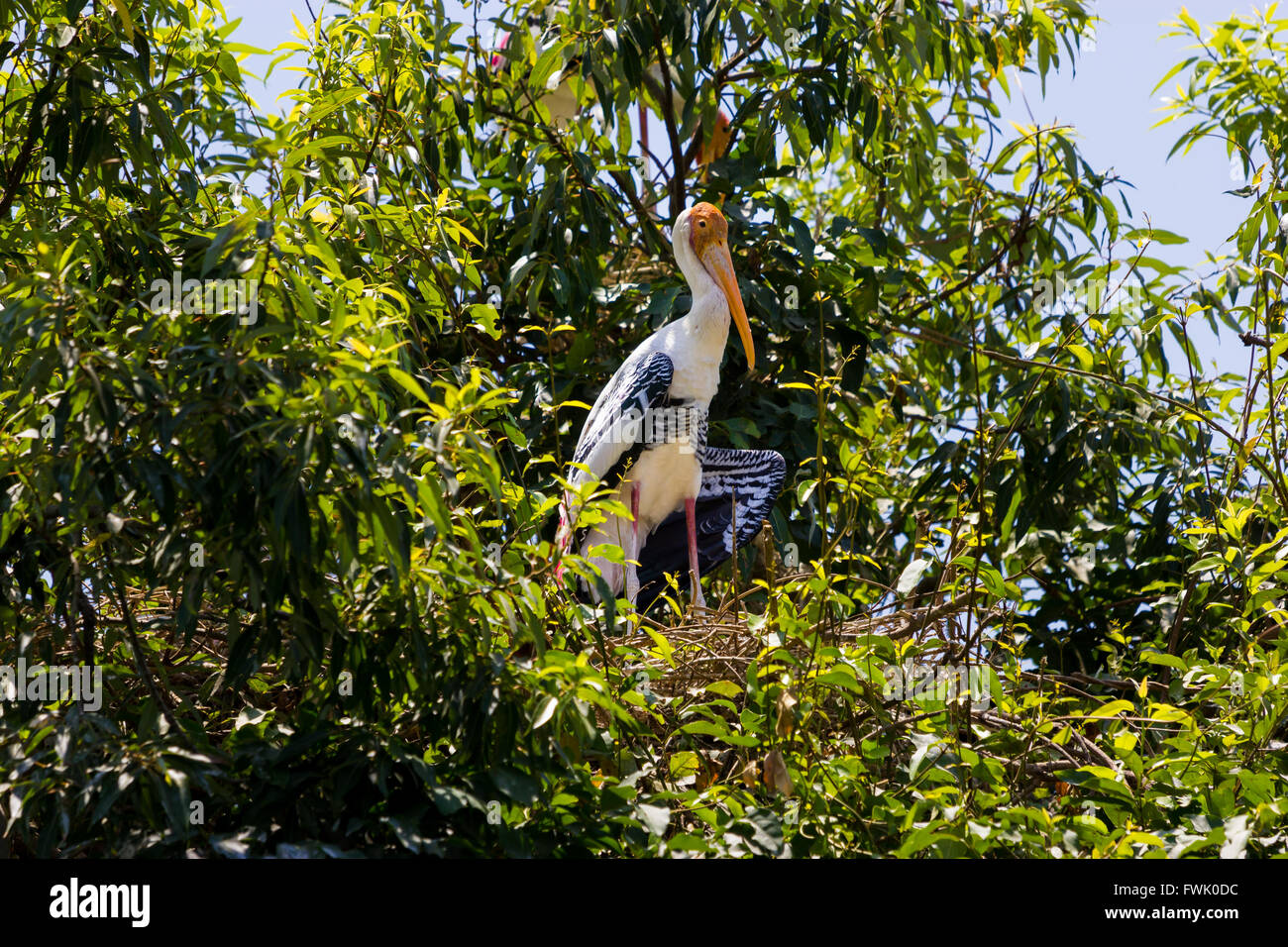 Colorful Storks Colorful stork hi-res stock photography and images - Alamy