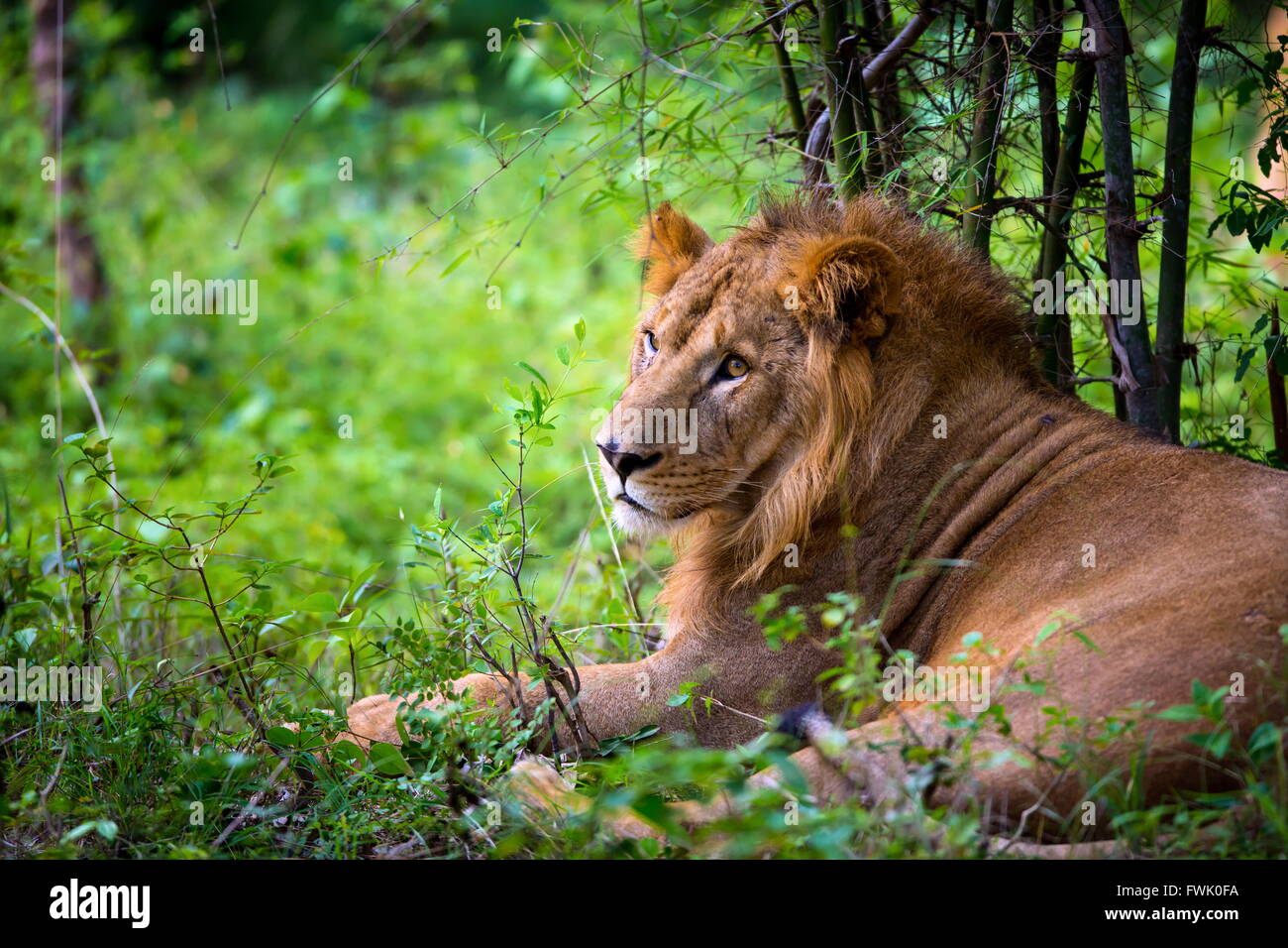 Asiatic Lion, very rare and endangered Stock Photo - Alamy