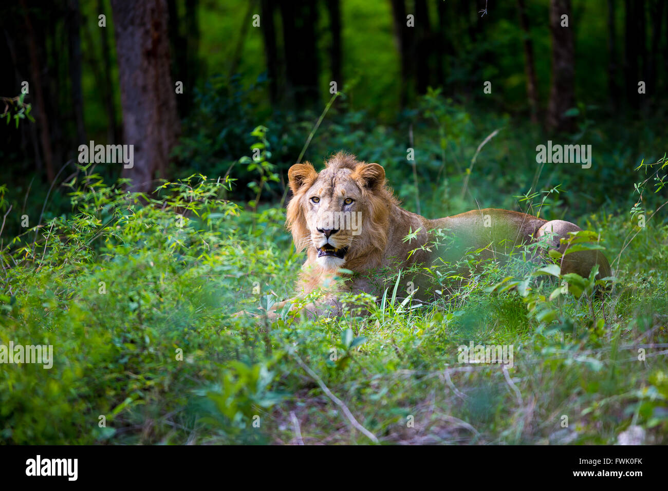 Asiatic Lion, very rare and endangered Stock Photo - Alamy