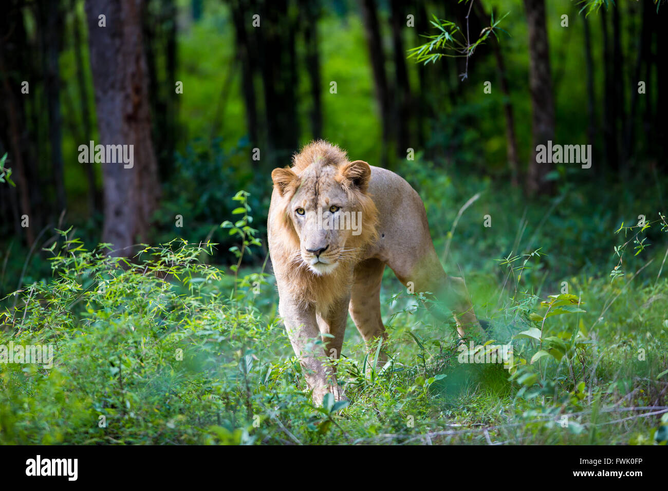 Asiatic Lion, very rare and endangered Stock Photo - Alamy