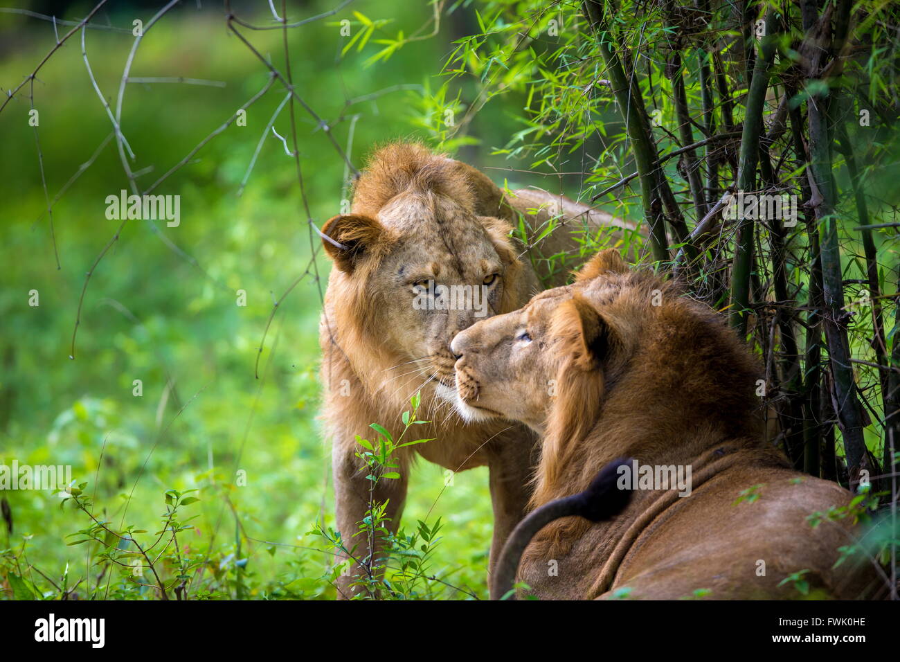 Asiatic Lion, very rare and endangered Stock Photo - Alamy