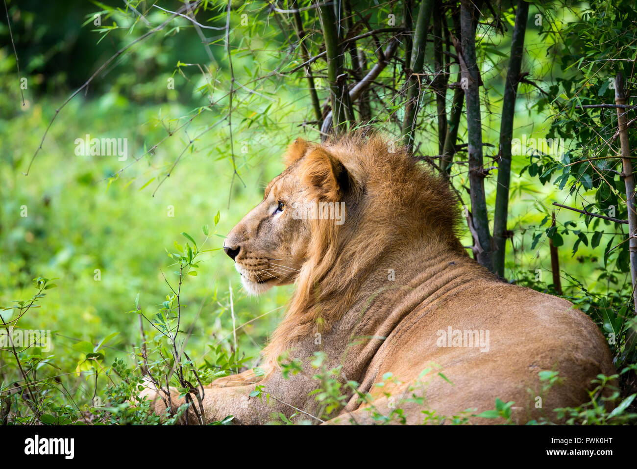 Asiatic Lion, very rare and endangered Stock Photo - Alamy