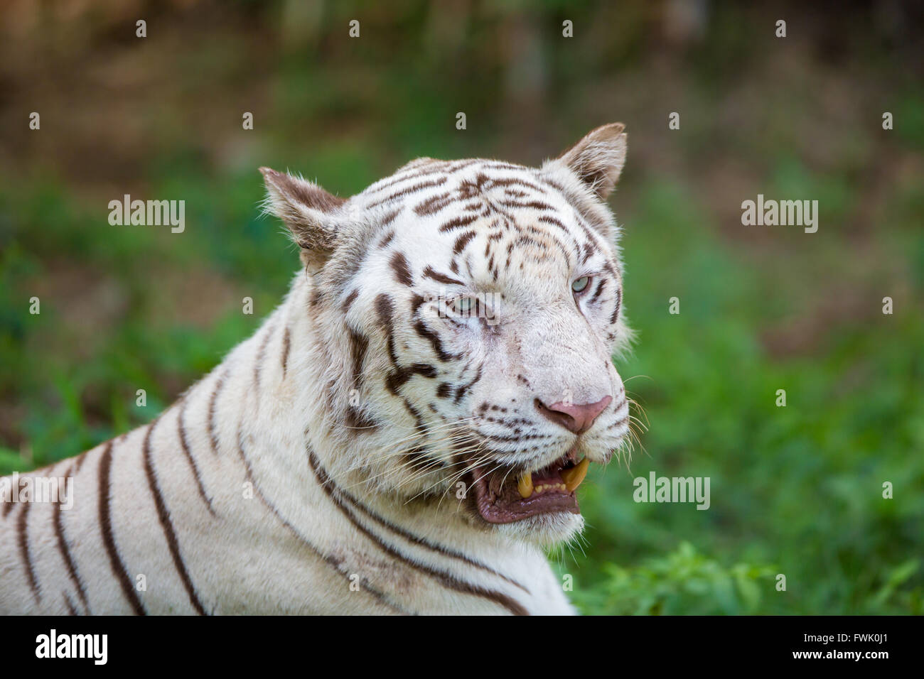 Tiger National animal of India Stock Photo - Alamy