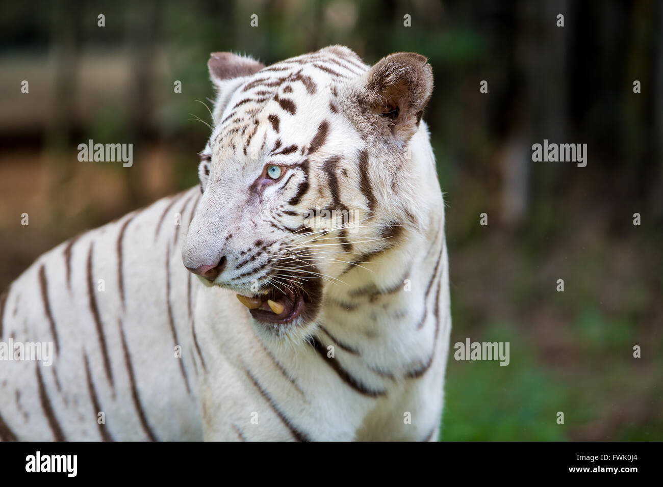 Rare crafts india hi-res stock photography and images - Alamy