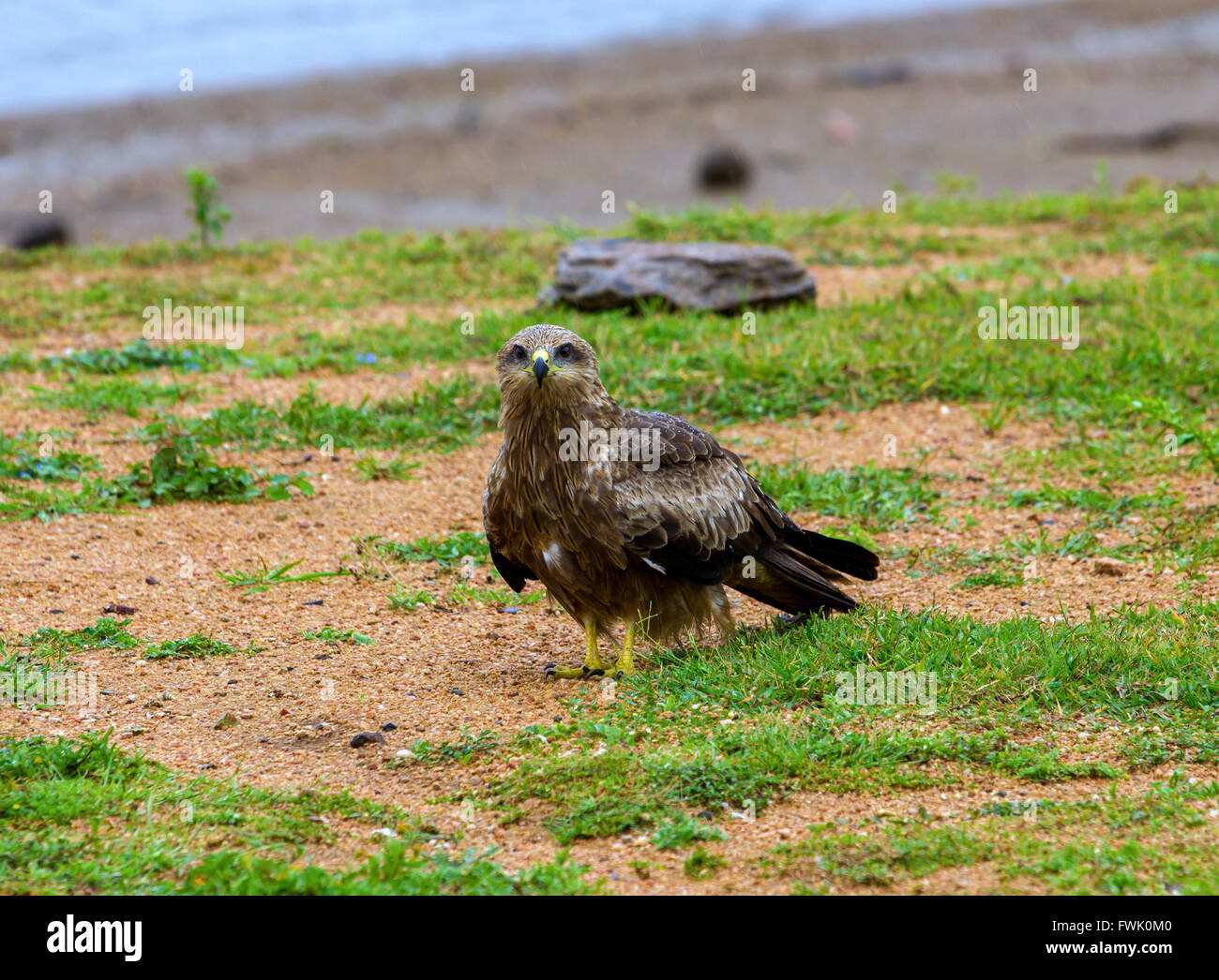Black Kites commonly found riding the thermals in Bangalore India Stock