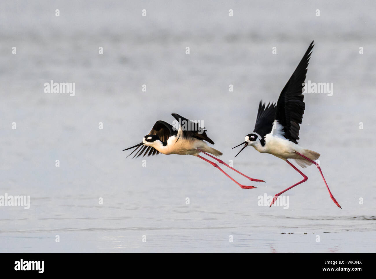Black-necked stilts (Himantopus mexicanus) chasing and fighting, Galveston, Texas, USA. Stock Photo