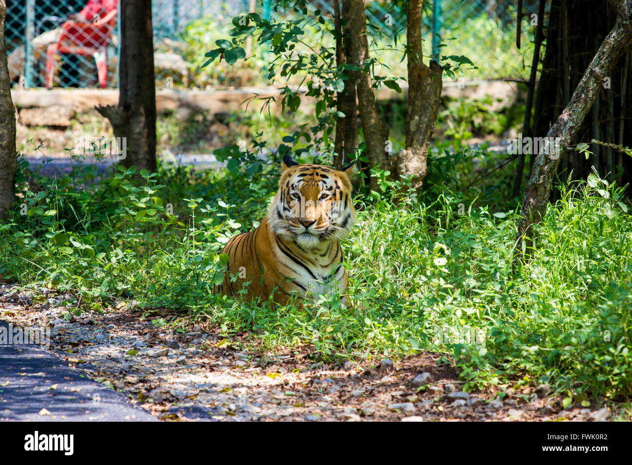 Rare crafts of india hi-res stock photography and images - Alamy
