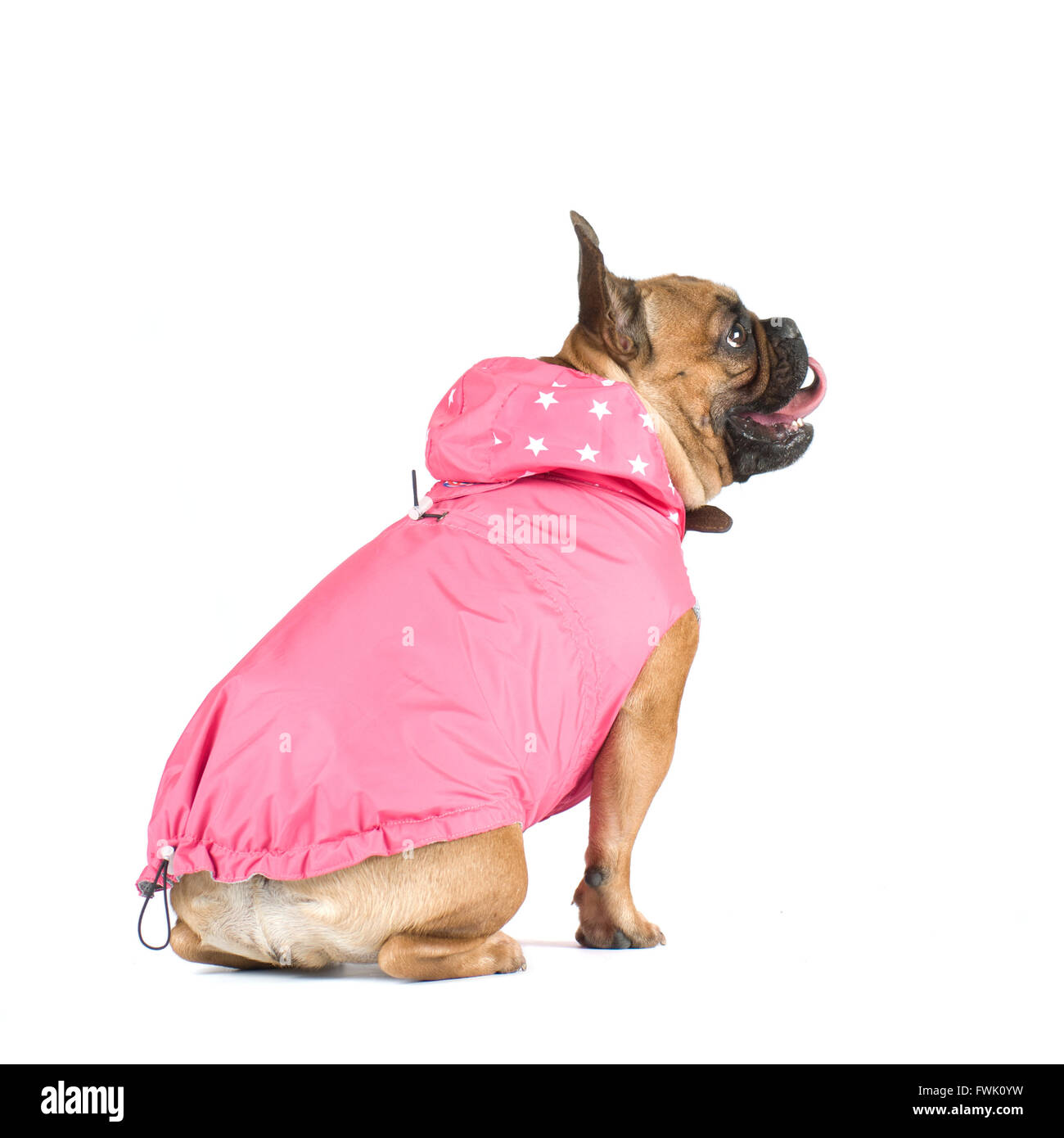 Page 5 - French Bulldog Back High Resolution Stock Photography and Images -  Alamy
