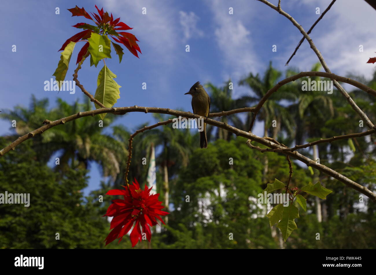 Cuban pewee (Contopus caribaeus) on a poinsettia tree in Cuba Stock Photo