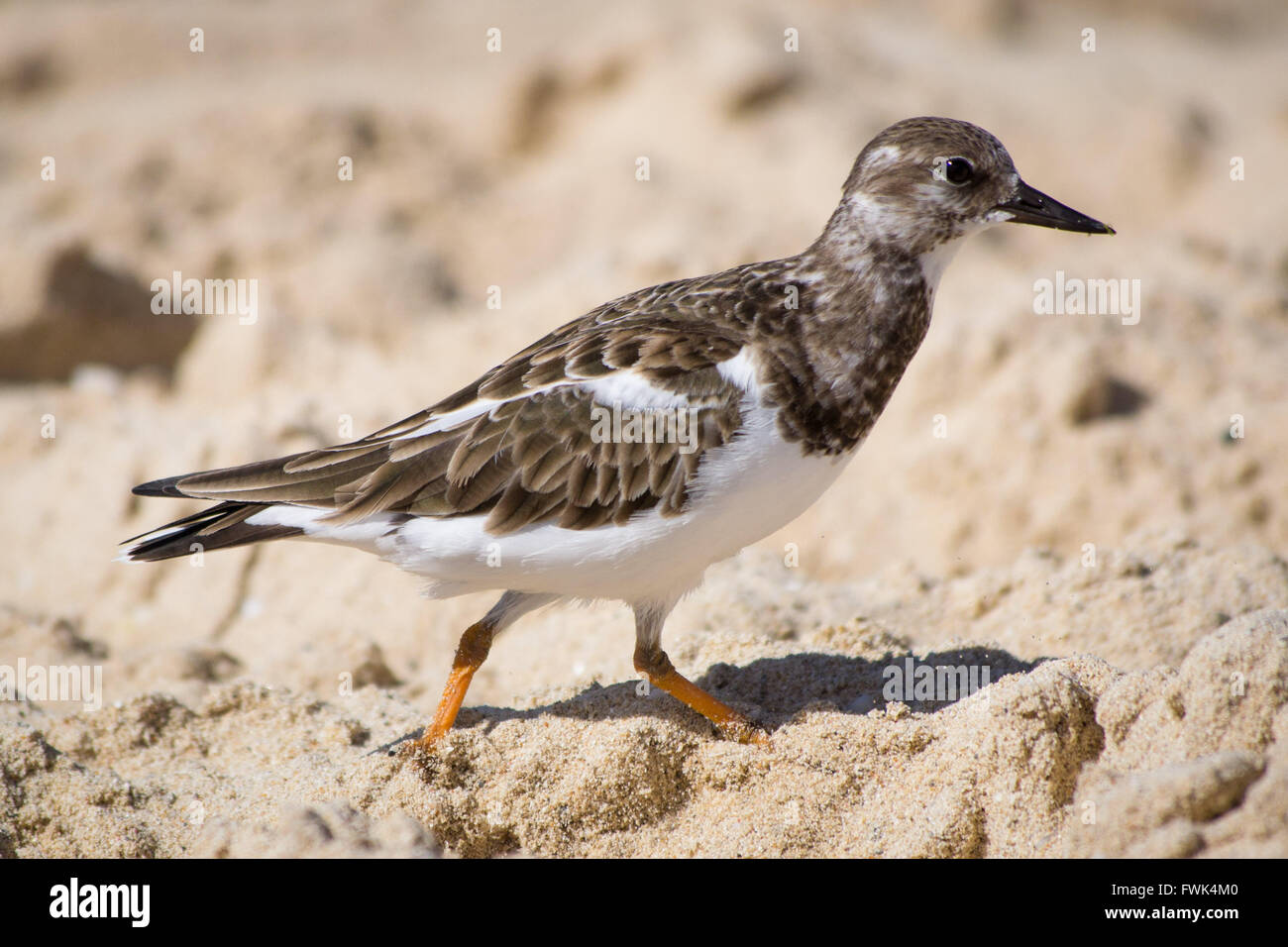 A ruddy turnstone bird (Arenaria interpres) with winter plumage on a sandy beach in the Caribbean. Stock Photo