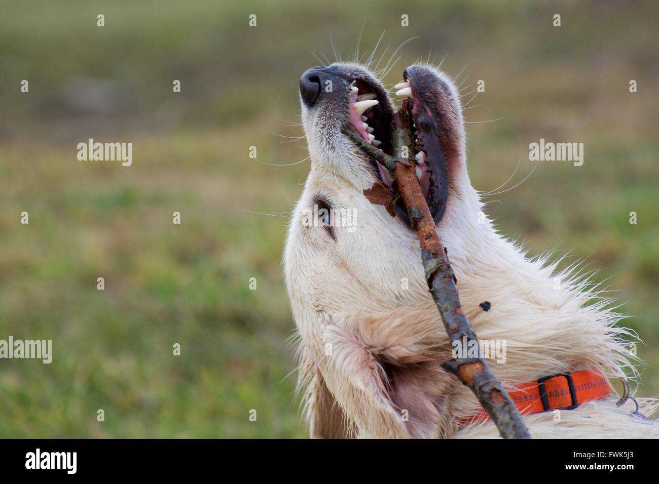 Side View Of Dog Holding Stick In Mouth Stock Photo