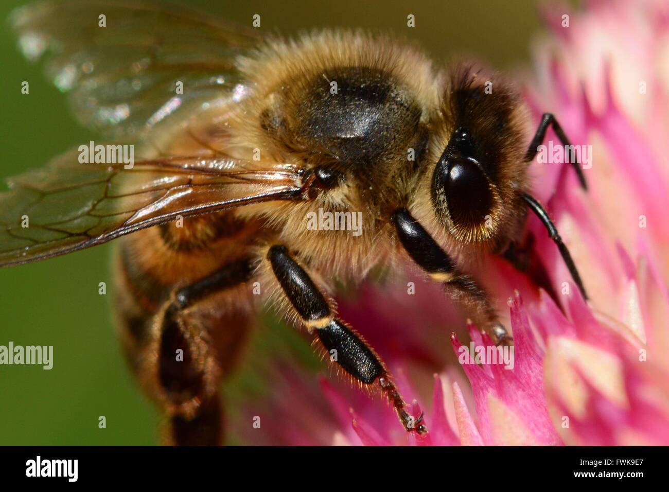 Close-Up Of Bee On Flower Outdoors Stock Photo