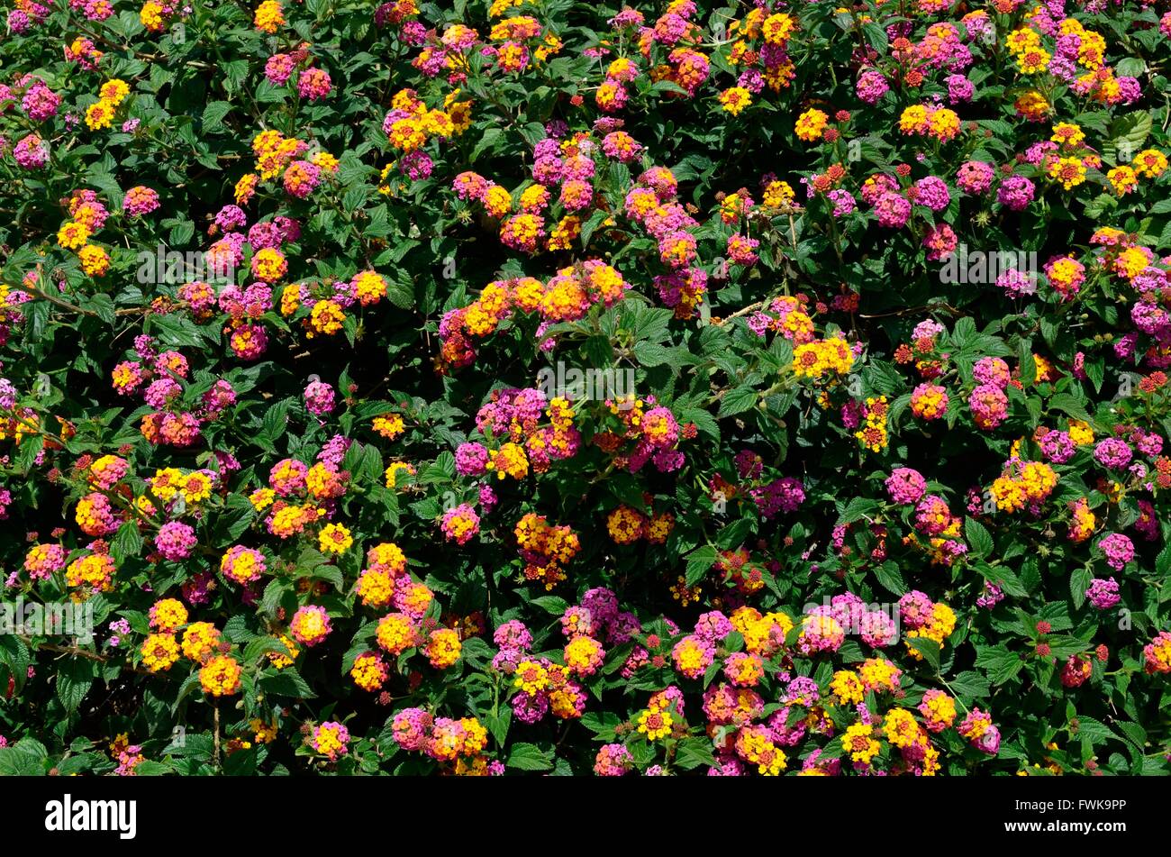 Lantana camara spanish flag flowers hi-res stock photography and images -  Alamy