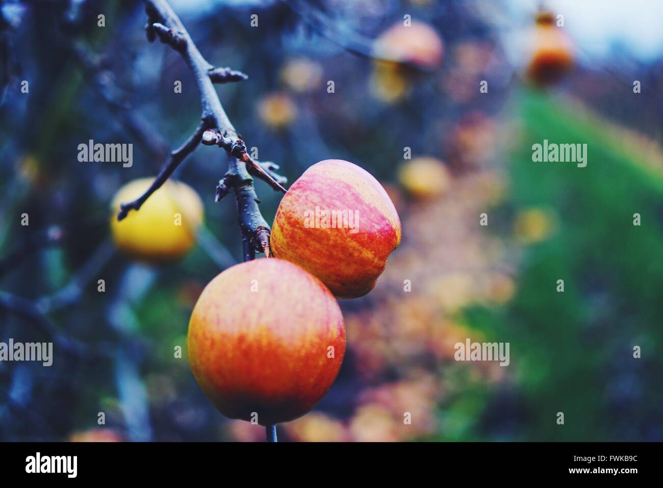 Close-Up Of Apples Growing On Tree Stock Photo