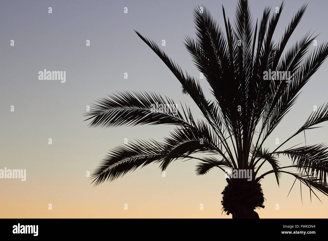 Palm Trees at sunrise, Scottsdale, Arizona, USA Stock Photo - Alamy