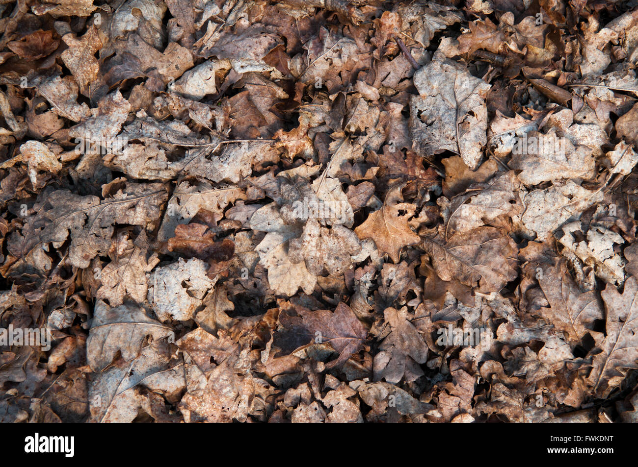 Brown leaves covering the forest floor in Autumn Stock Photo