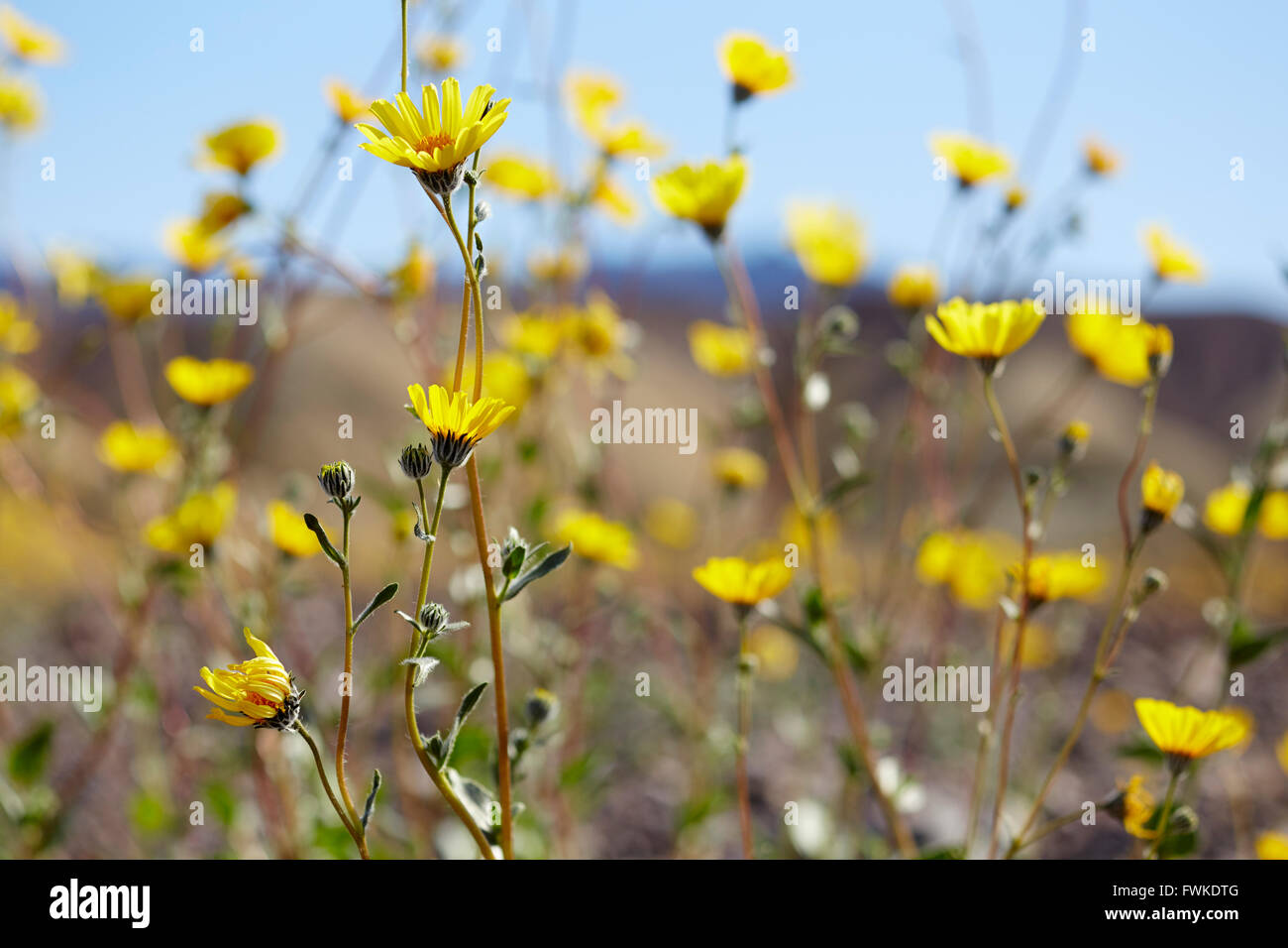 Desert Marigold, superbloom, Death Valley National Park, California, USA Stock Photo