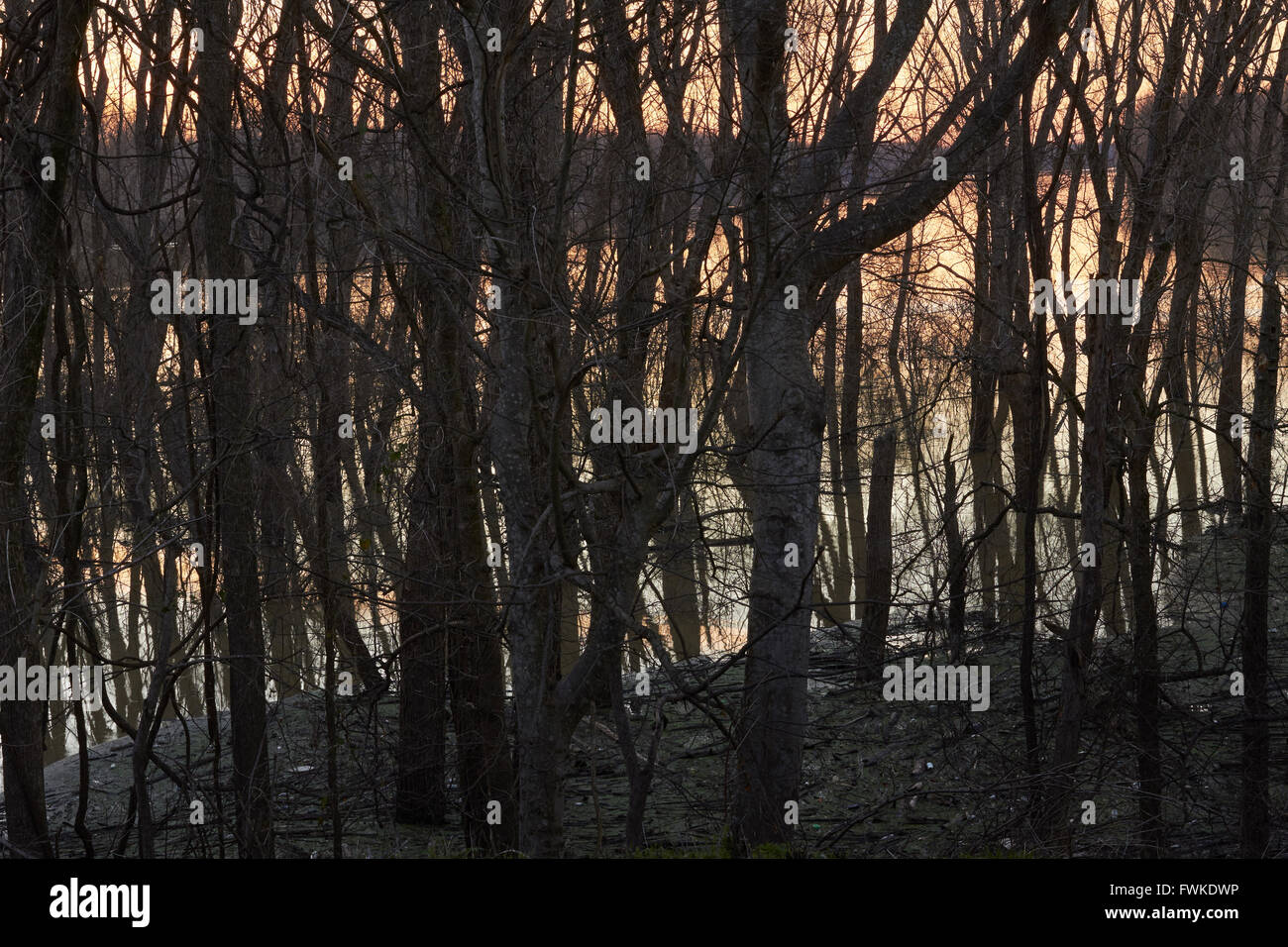 Mississippi River and woods at twilight, Vicksburg, MS, USA Stock Photo