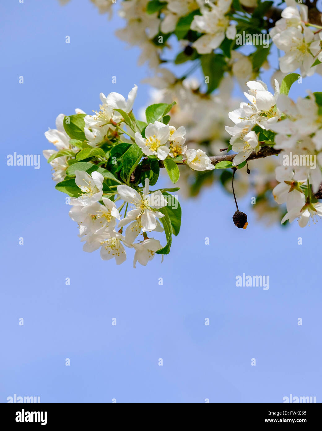 Spring Japanese flowering crabapple blossoms, Malus floribunda, with one old fruit, in Oklahoma, USA. Stock Photo