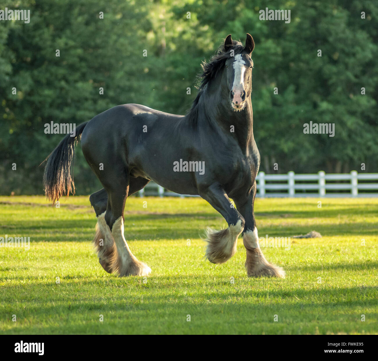 Shire Draft Horse stallion Stock Photo