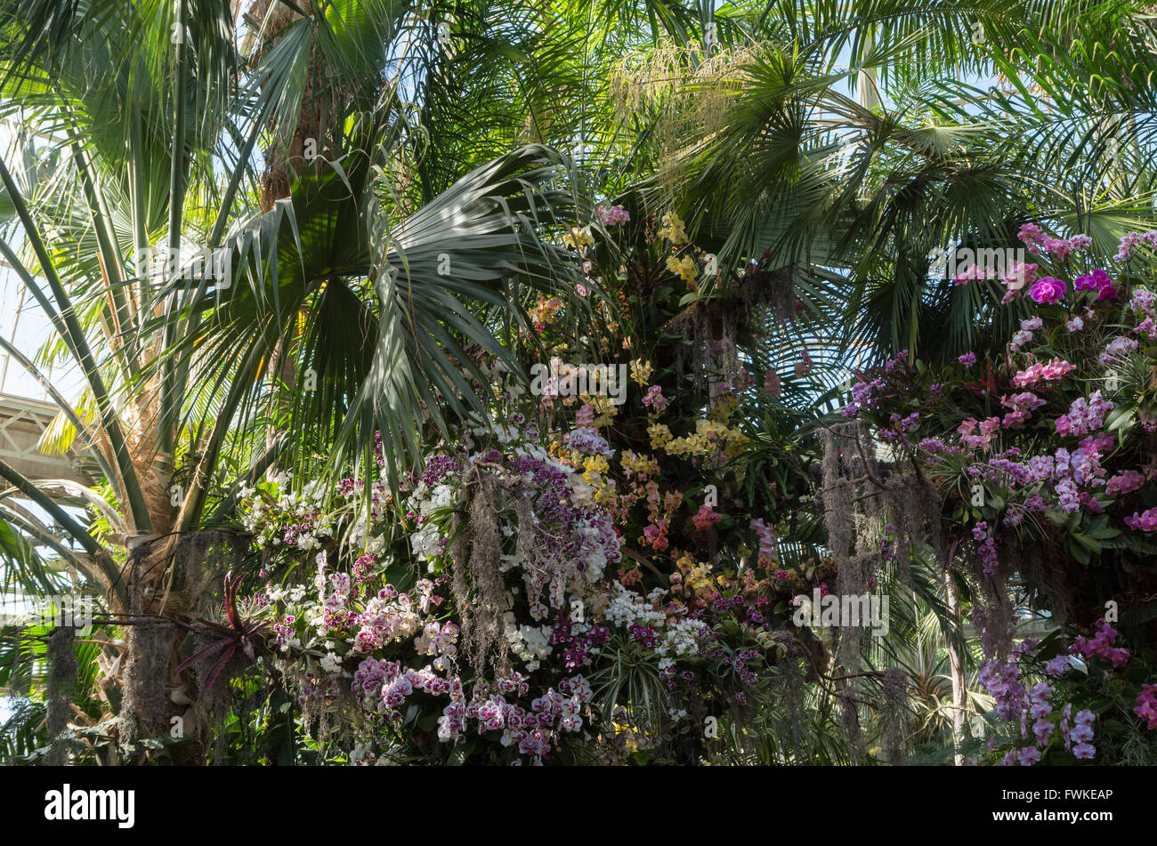 Display of orchids and palm trees in the Enid A. Haupt Conservatory at